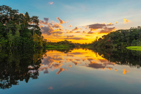 Salvemos la Selva Amazónica: El Compromiso de Ritualic