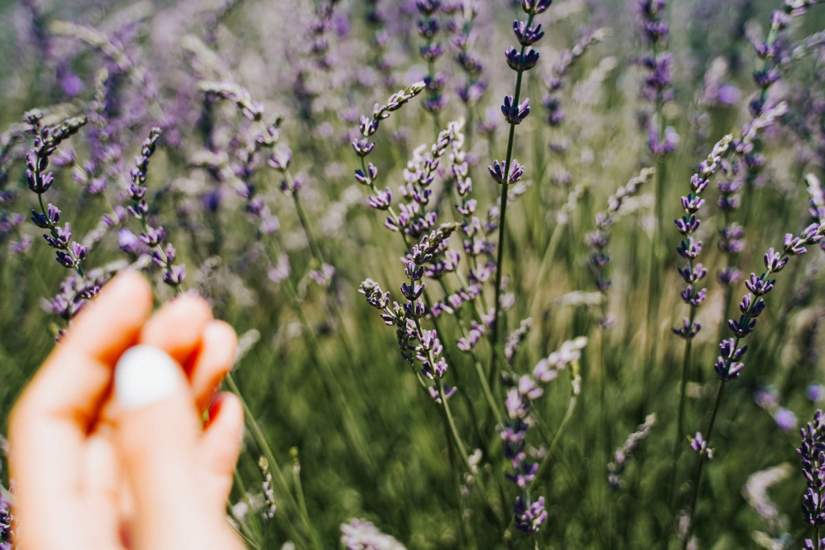 Aceite esencial de lavanda: para qué sirve y cómo usarlo
