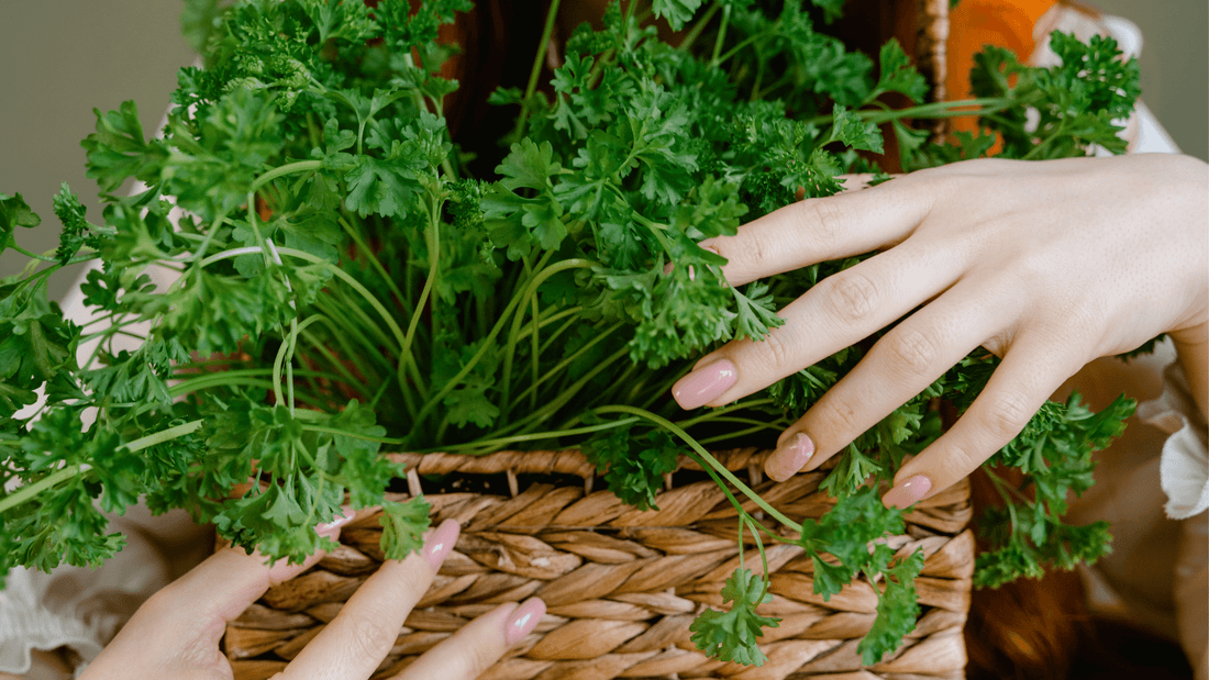 Perejil: El Secreto Natural para una Piel Joven y Radiante - Ritualic
