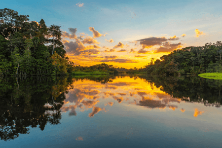 Salvemos la Selva Amazónica: El Compromiso de Ritualic - Ritualic
